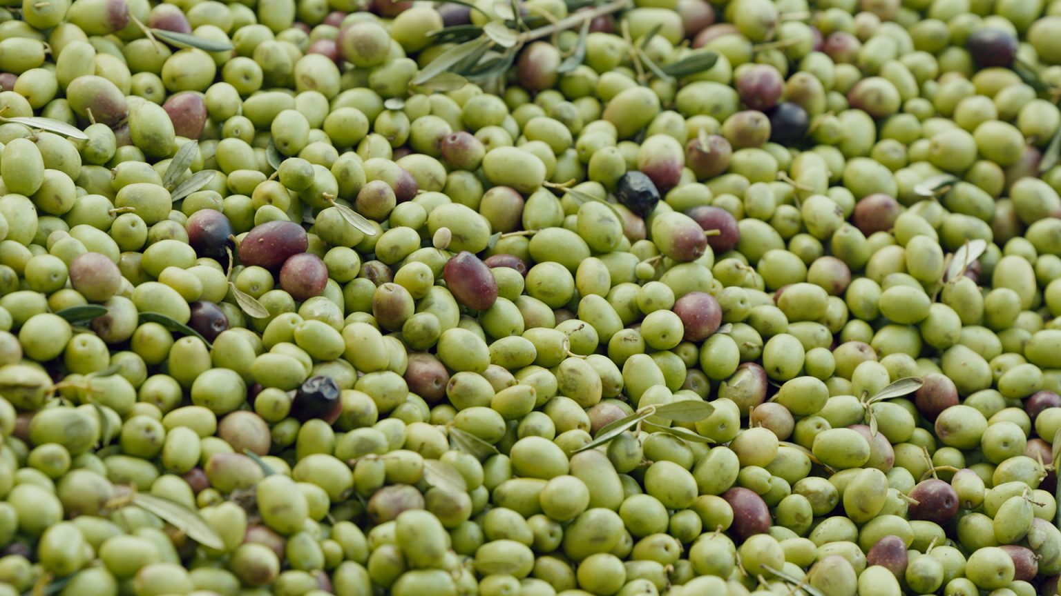 Olive oil and Geographical Indications (GI): Italy stands out in Europe, but there is still ample room for growth.Prof. Paolo De Castro: ‘Southern Italy needs an organised supply chain to transform GIs into real wealth for producers: this is where we need to invest.’