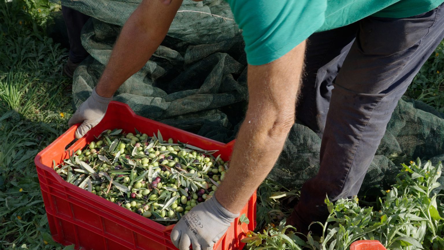 Olio di oliva italiano: nei primi quattro mesi dell’anno le esportazioni sono aumentate del 23%. Nel 2024 l’export ha raggiunto 3,09 miliardi di euro e oltre 344 mila tonnellate vendute.